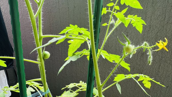 家庭菜園やってみた🍅🍅🍅